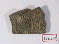 藏品(鱉背甲骨板化石)的圖片